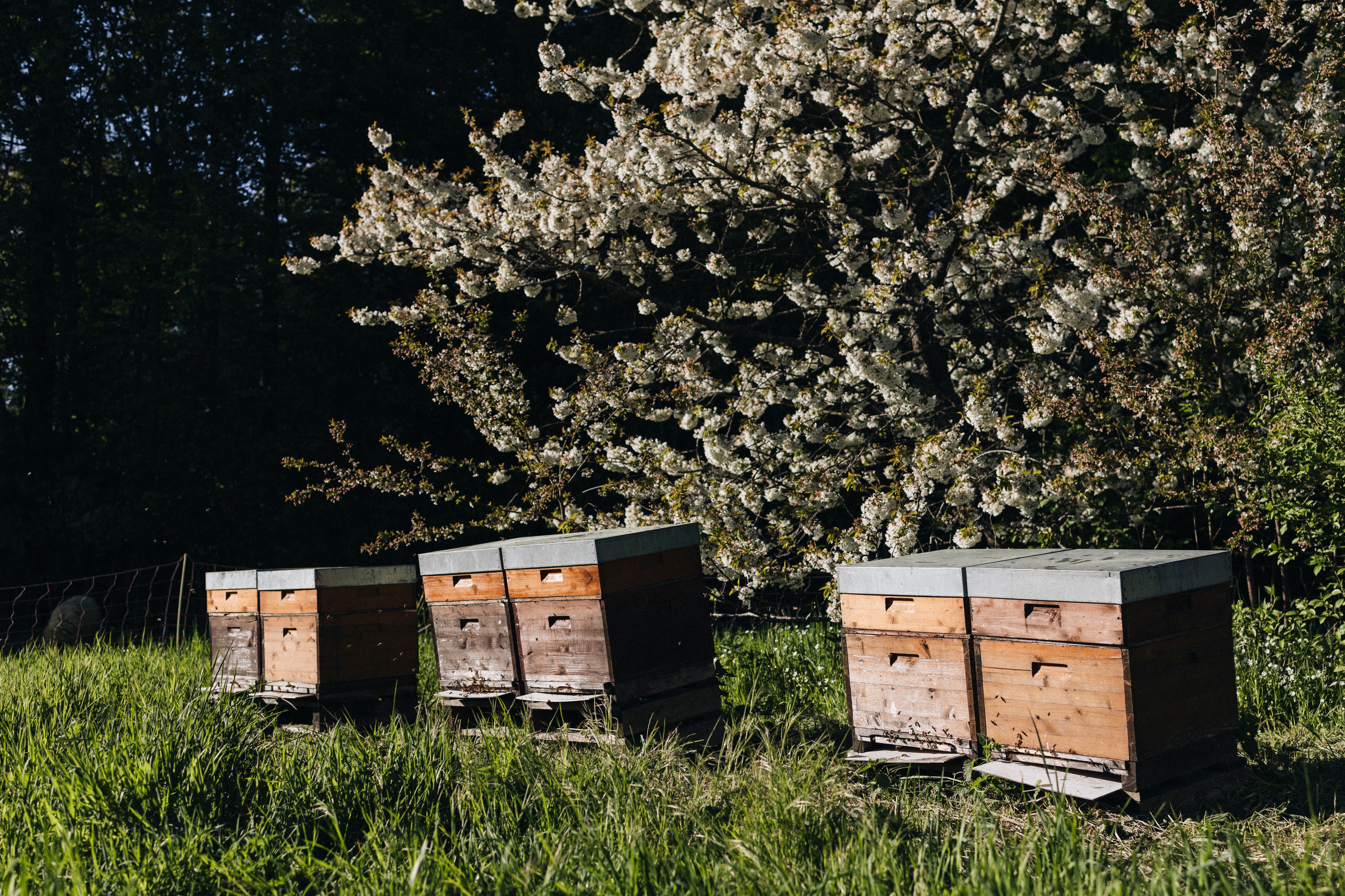 Sechs Bienenkästen der Bio-Imkerei Stephan stehen vor einem Kirschbaum.