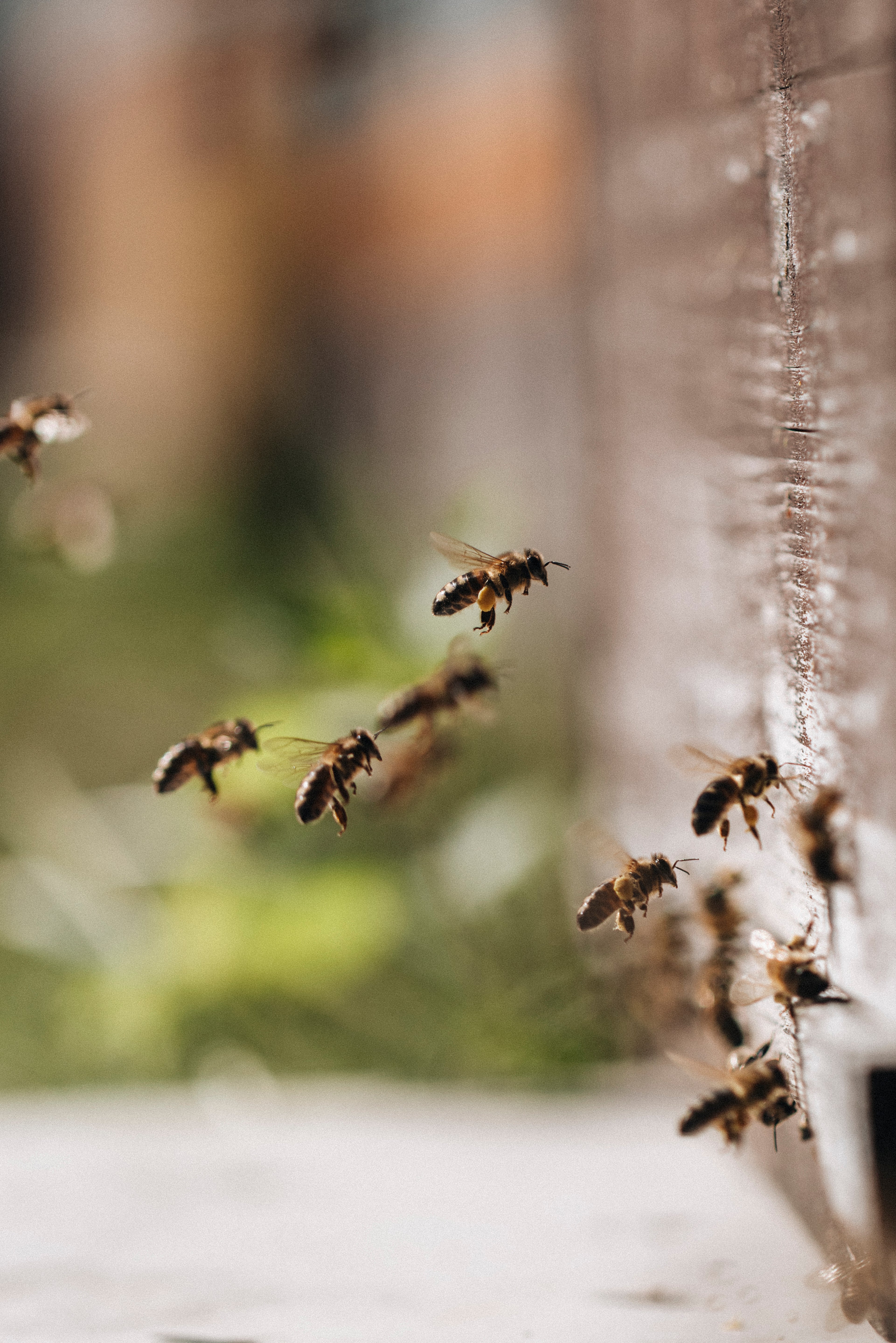 Bienen fliegen vor dem Eingang ihres Bienenkastens