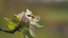 Es summt und brummt: Die Bio-Imkerei Stephan stellt gemeinsam mit ihren Bienen einzigartigen Bio-Honig aus Deutschland her. 